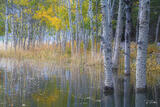 Into the Aspens