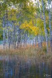 At the Water’s Edge