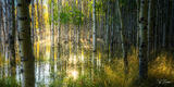 Through the Golden Grove