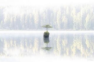 Discover Canada’s Most Famous Bonsai Tree at Fairy Lake, Vancouver Island