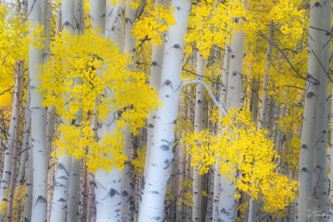 Aspen Celebration
