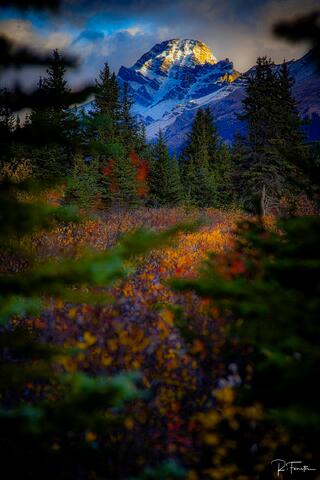 Hidden Forest