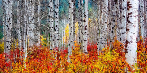 Flaming Aspens
