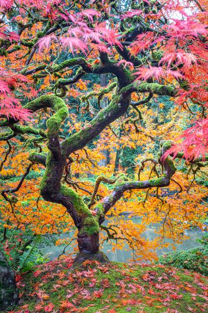 Autumn Leaves