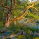 Arbutus Sunset