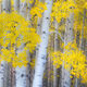 Aspen Celebration