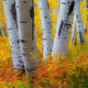 Aspen Glow