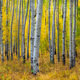 Autumn Soldiers