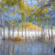 Whispers Across the Water