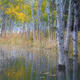 Into the Aspens
