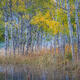 At the Water’s Edge