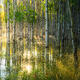 Through the Golden Grove