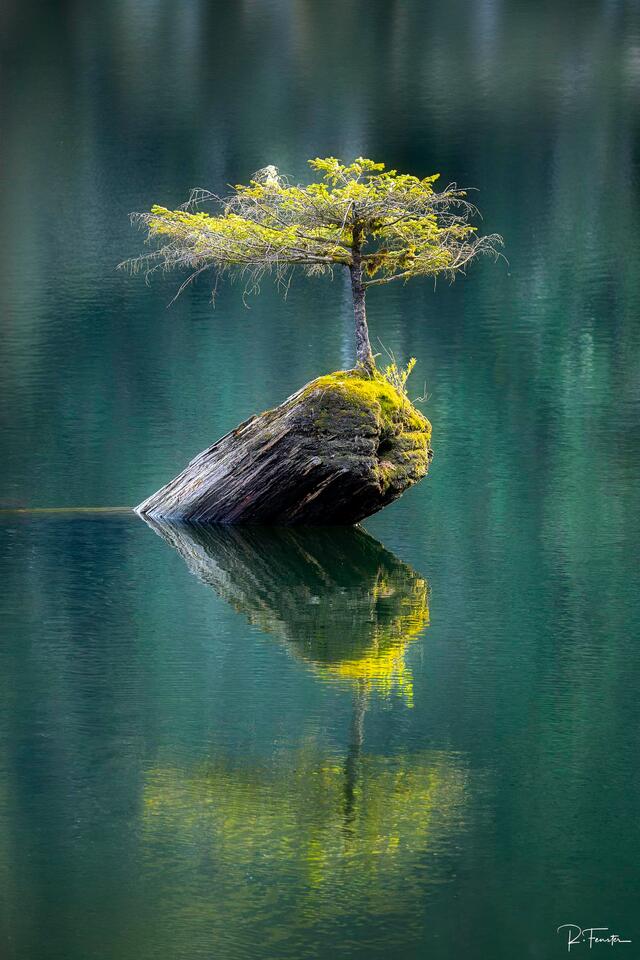 Bonsai Tree Reflection