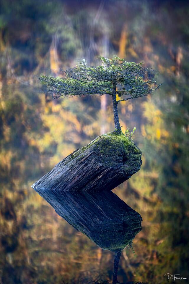 Bonsai Tree Reflection