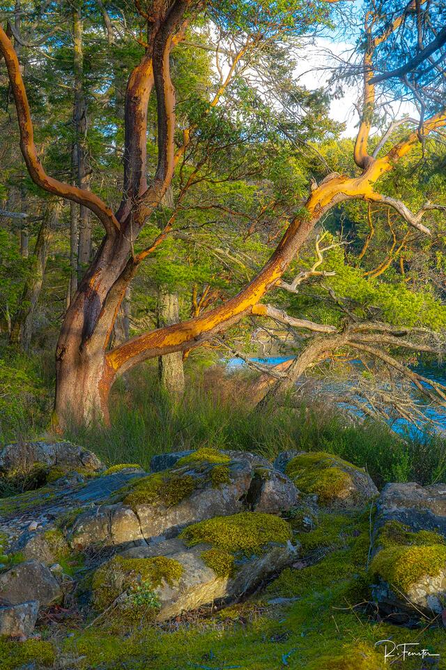 pender island arbutus tree sunset