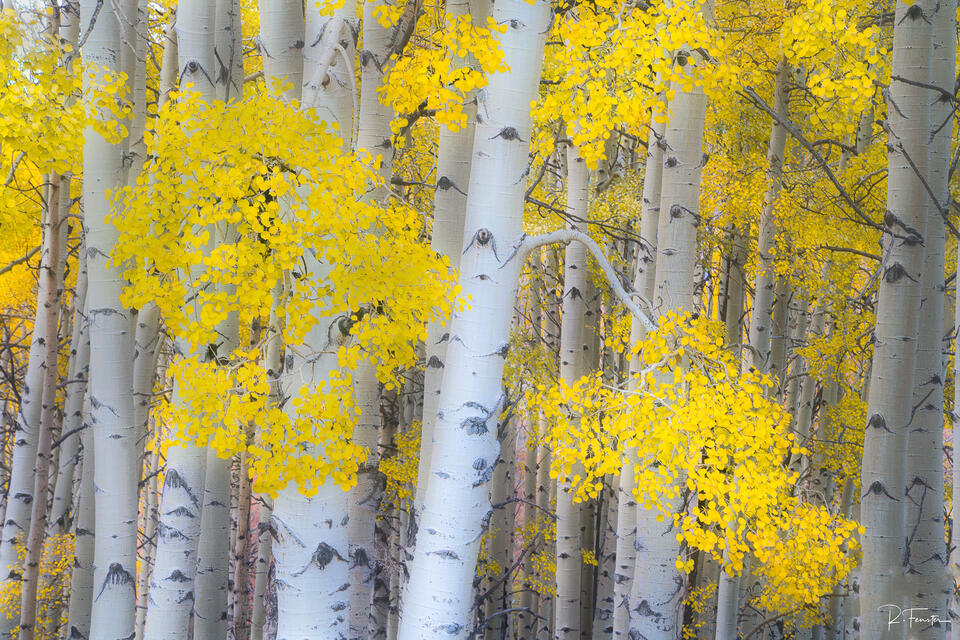 colorado aspen trees