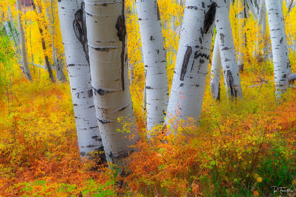telluride aspen trees