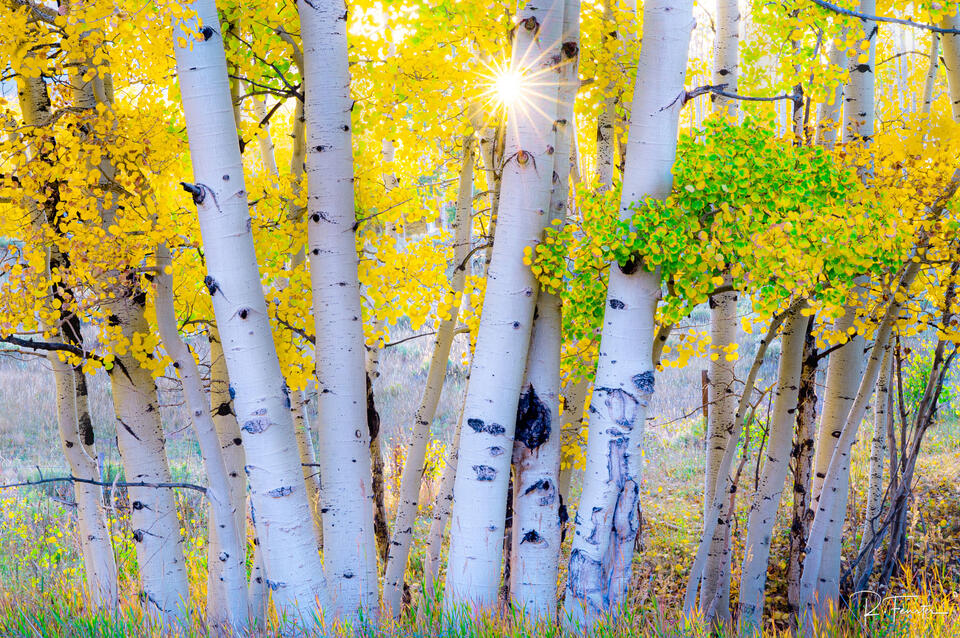 aspen tree sunset in Telluride