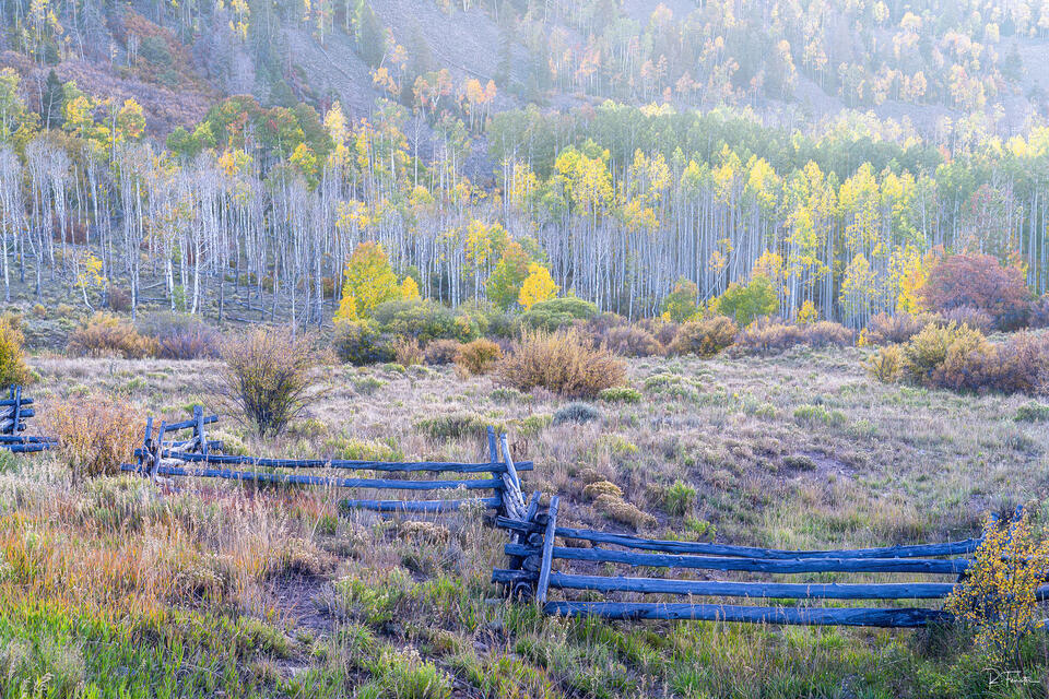 aspen trees in the mist