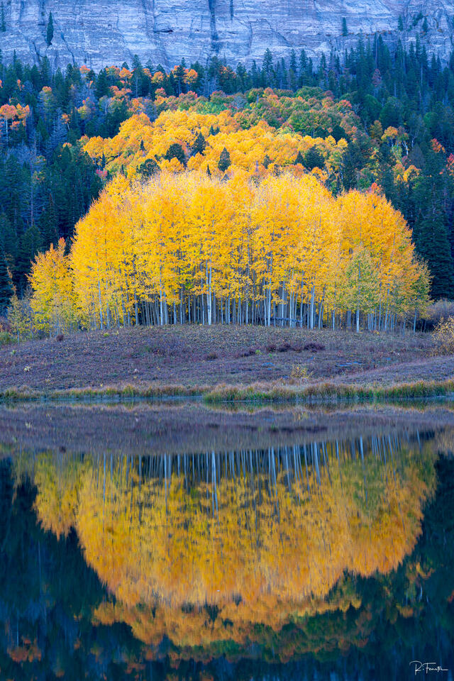 ridgeway colorado aspen tree reflection