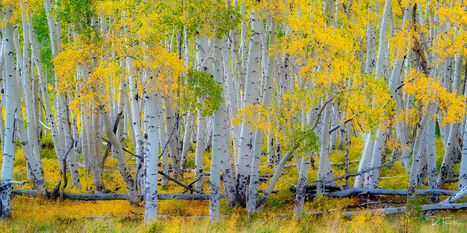 yellow aspen trees