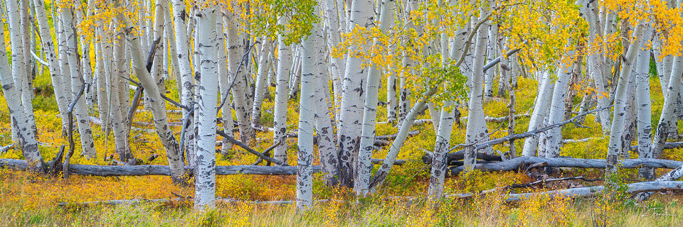 telluride golden aspens