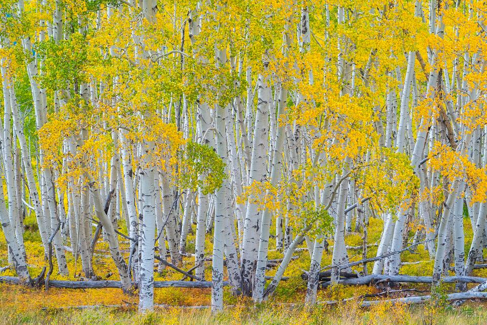 colorado aspen trees