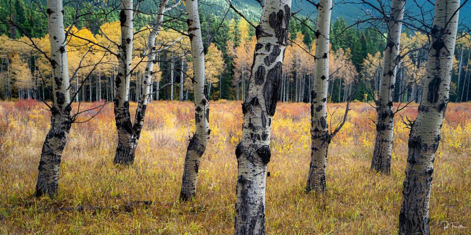 kananaskis aspens fall colours