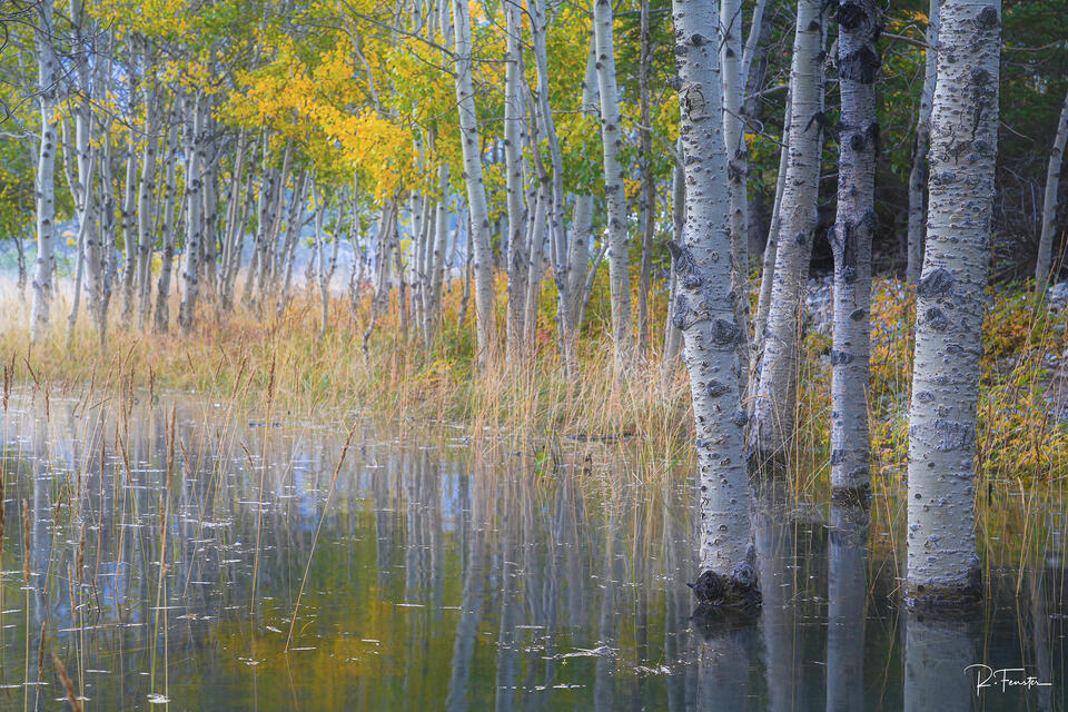 Into the Aspens