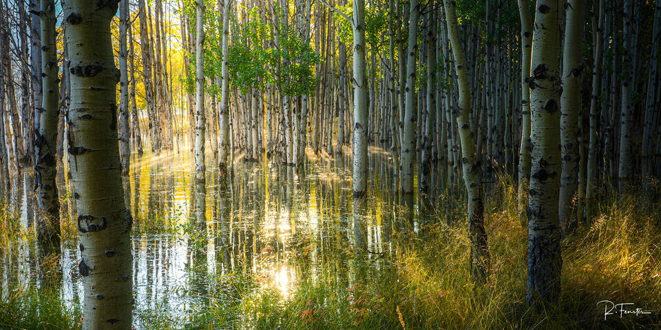 Through the Golden Grove