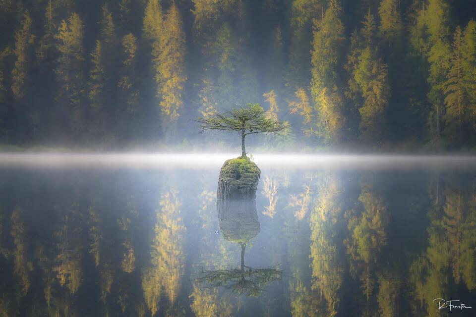 Fairy Lake Misty Bonsai