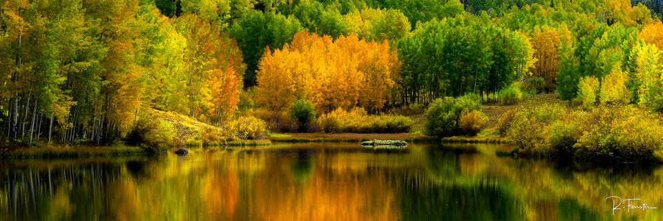 golden aspens reflecting