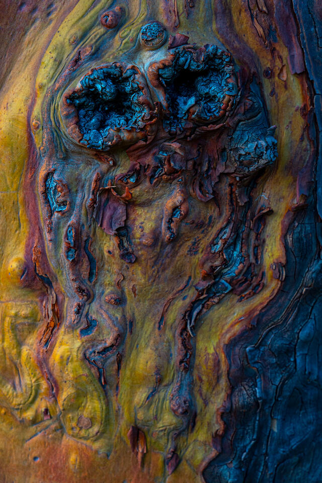 arbutus tree closeup