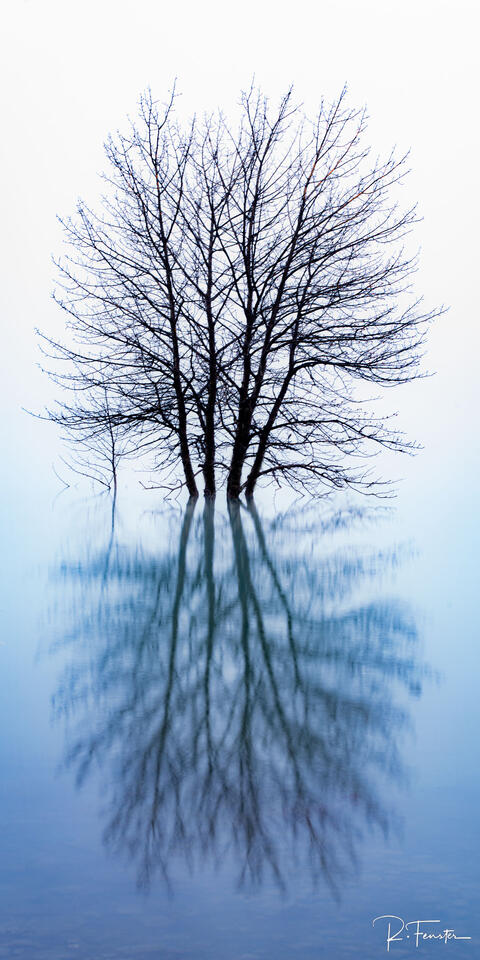 tree reflecting in alberta lake