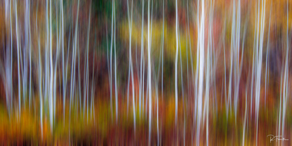 blurry aspens in leavenworth