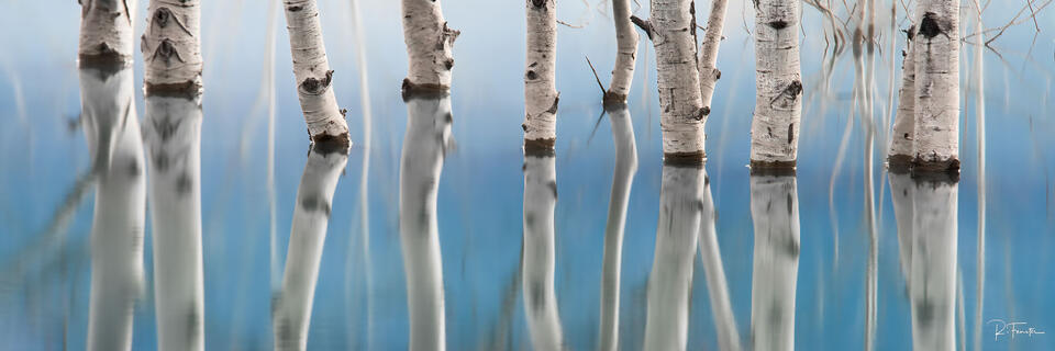aspens in calm alberta lake water