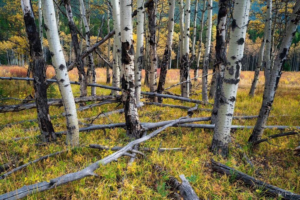 kanaaskis aspen fall colors