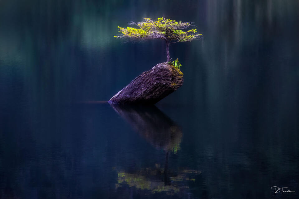 bonsai tree on fairy lake