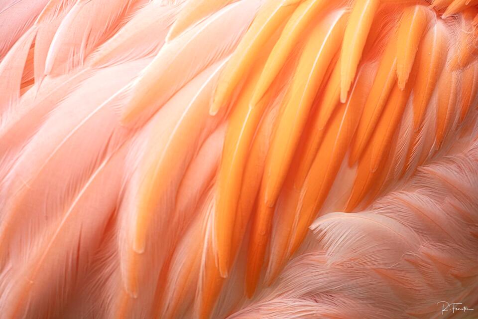 Pink Flamingo Abstract