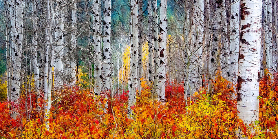 aspen trees leavenworth washington