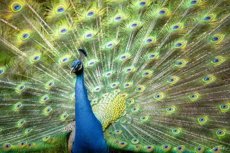 Peacock abstract