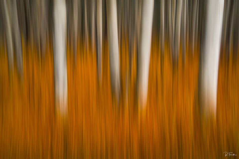 kananaskis aspens autumn