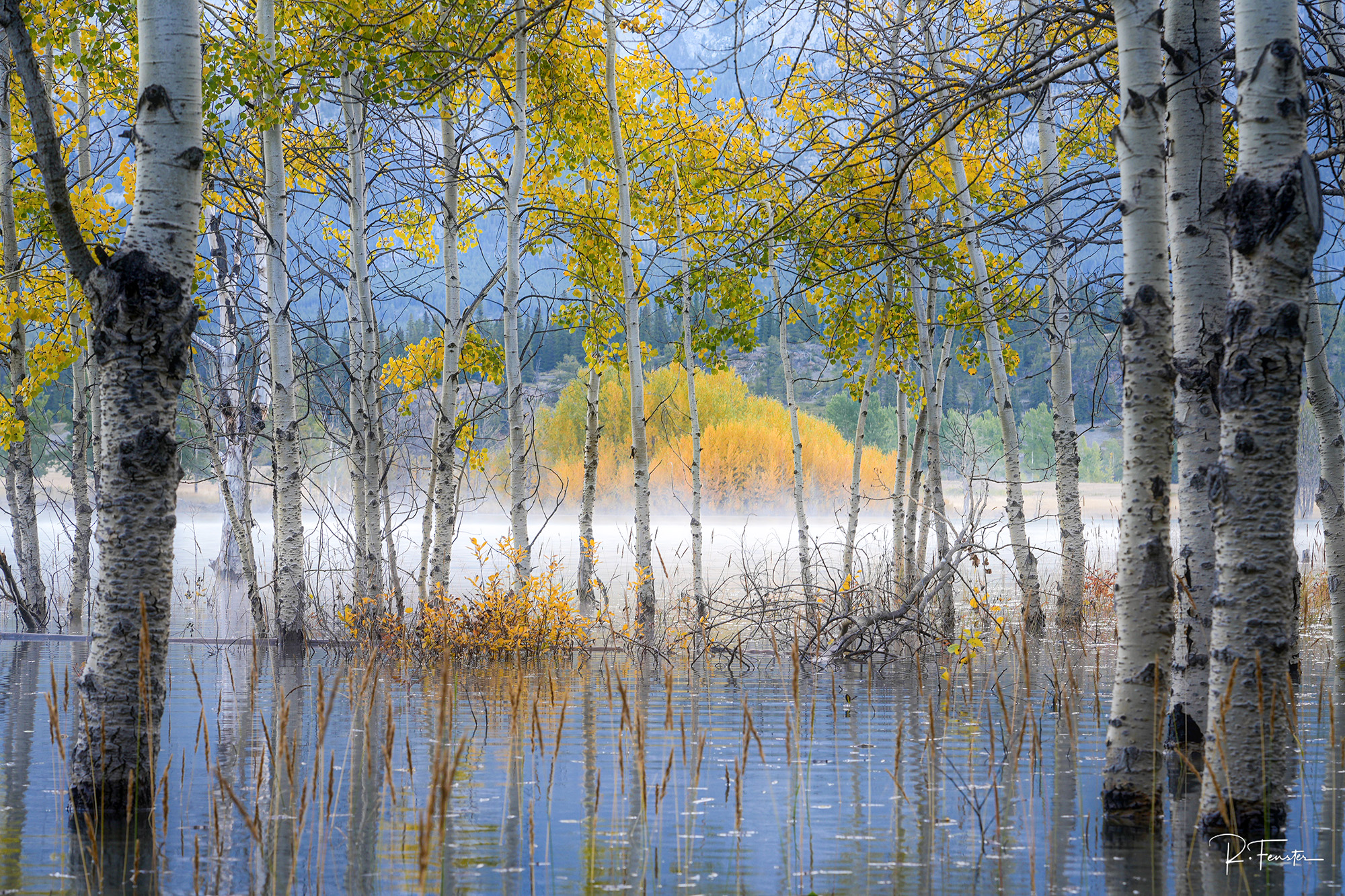 Whispers Across the Water Mist drifts across Abraham Lake as autumn colour emerges quietly through the aspens.