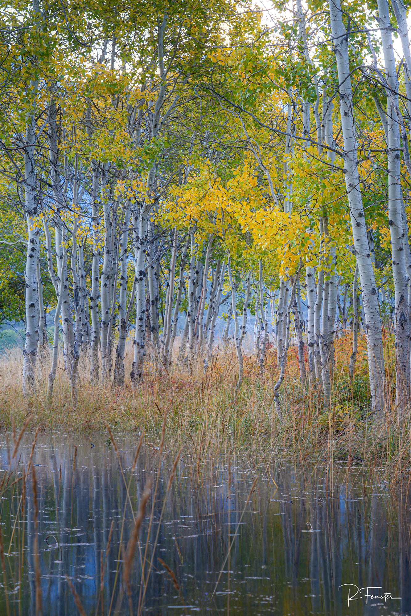 At the Water’s Edge Aspens rise from the calm waters of Abraham Lake, surrounded by the colours of fall.