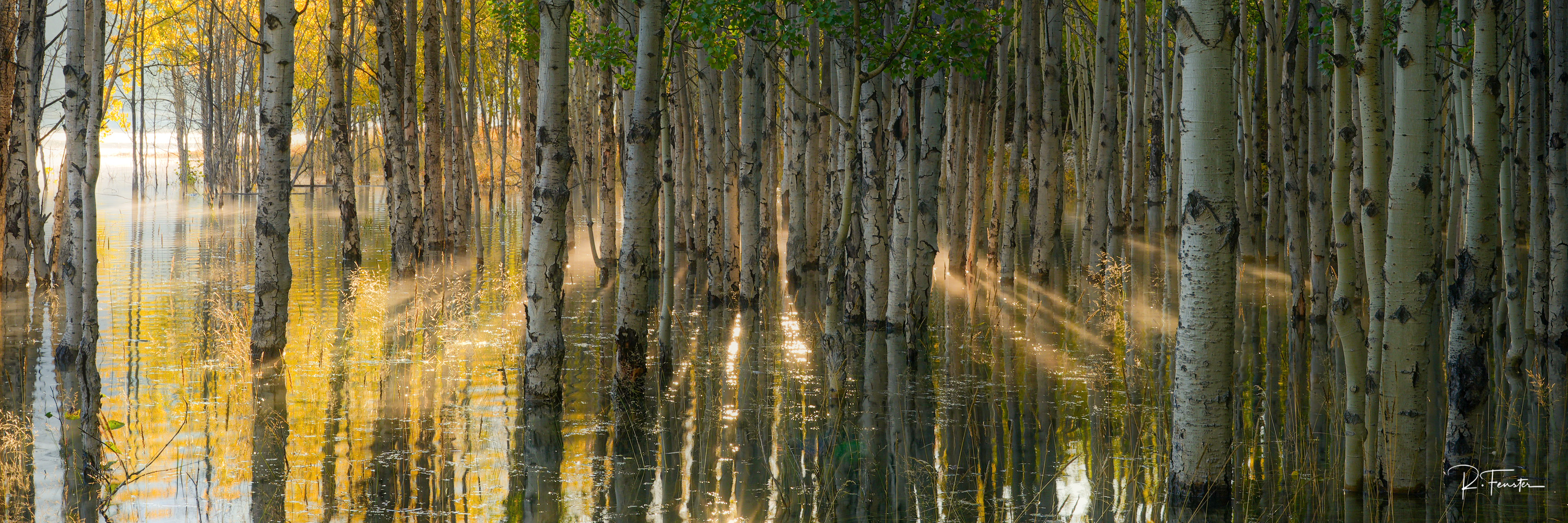 Illumination Sunlight breaks through the aspens, illuminating the still waters of Abraham Lake.